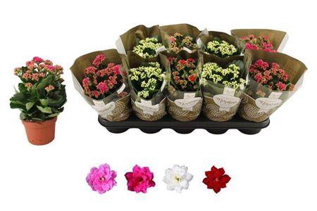 <h4>Kal Ge Ro Gem 4 Kl</h4>