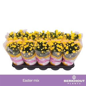 Chrysanthemum Easter yellow mix 12Ø 26cm
