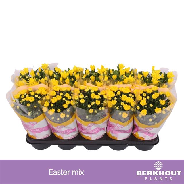 Chrysanthemum Easter yellow mix 12Ø 26cm