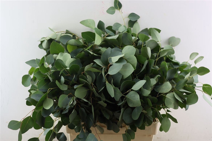 <h4>Euca Populus 300gr P Bunch S A</h4>