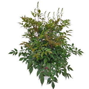 Astilbe J Washington