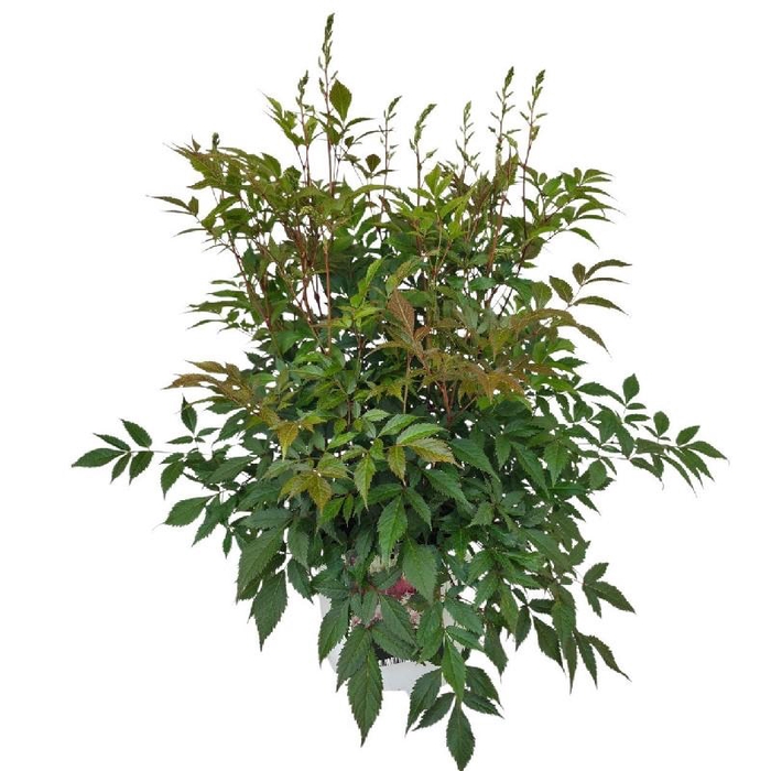 <h4>Astilbe J Washington</h4>
