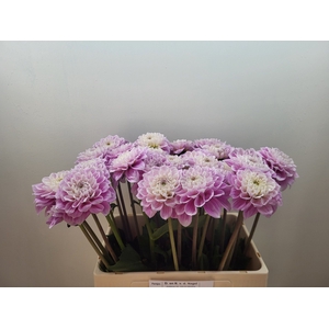 DAHL DEC SWEET LOVE