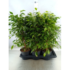 Ficus benja. 'Anastasia'
