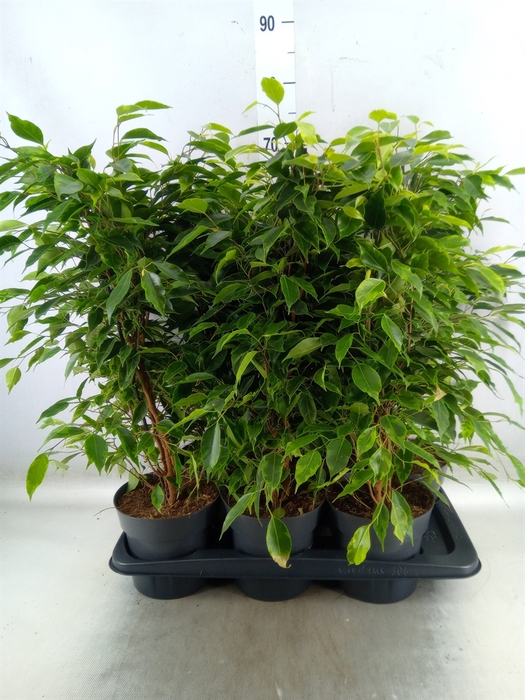 <h4>Ficus benja. 'Anastasia'</h4>