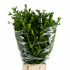 Buxus Per Bunch