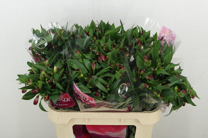 <h4>Alstr Noize</h4>