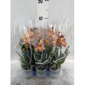 Phalaenopsis multi.   ...orange