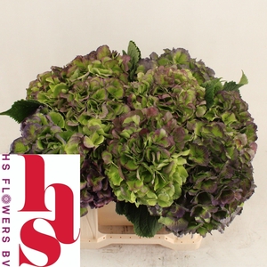 HYDR M CH VERE BL CL