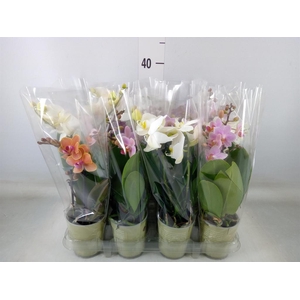 Phalaenopsis   ...mix