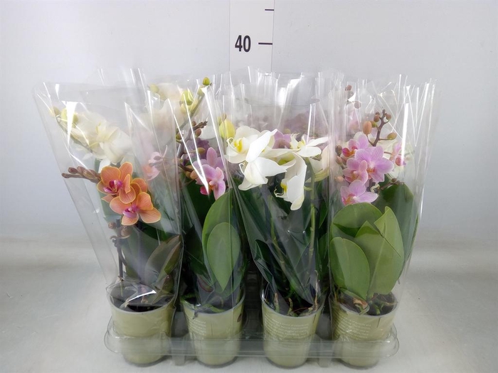 <h4>Phalaenopsis   ...mix</h4>