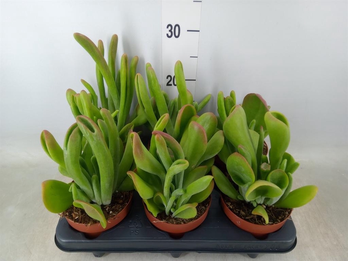 <h4>Kalanchoe NF ...</h4>