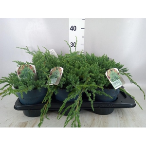 Juniperus squamata 'Blue Carpet'
