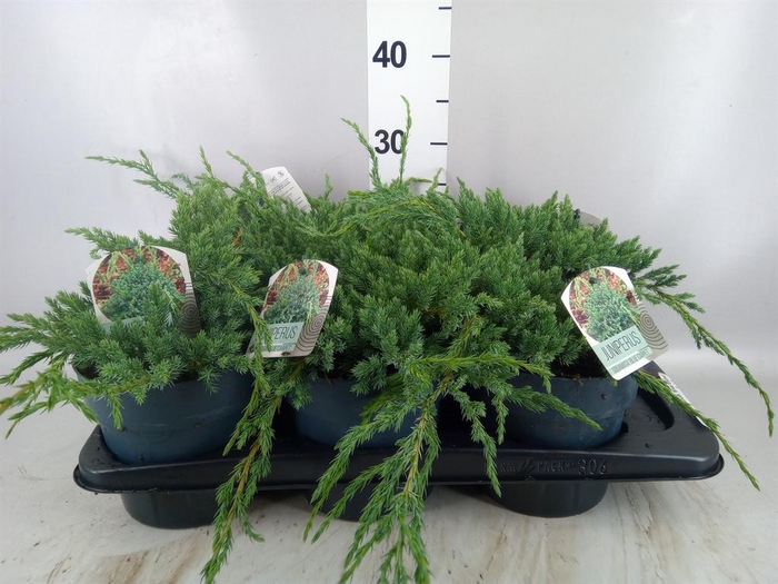 <h4>Juniperus squamata 'Blue Carpet'</h4>