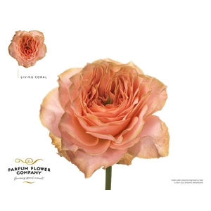 Rosa Garden Living Coral