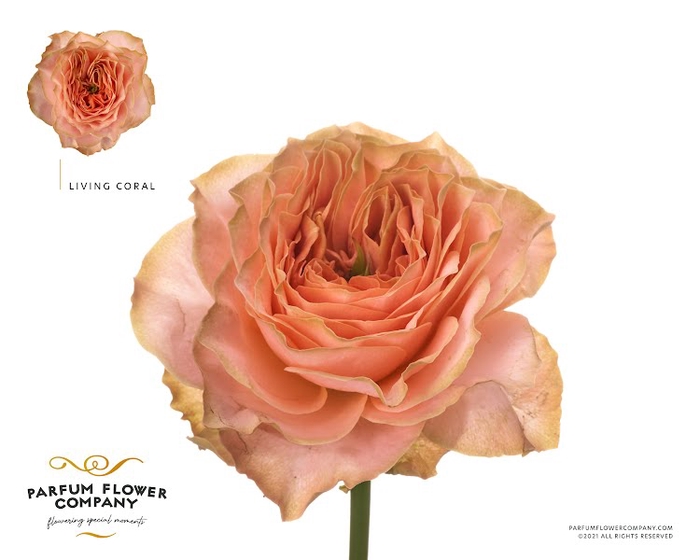 Rosa Garden Living Coral