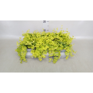 Lysimachia nummularia