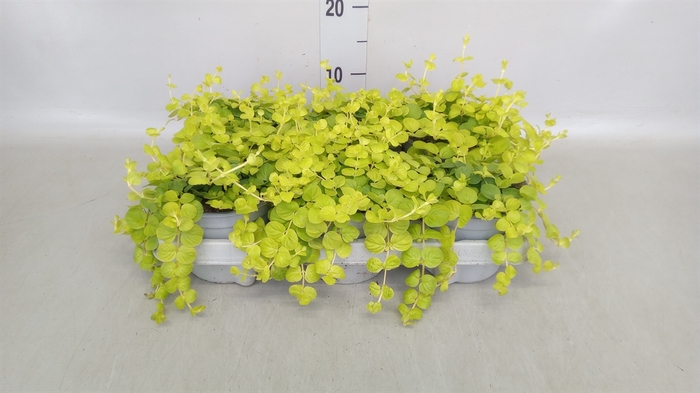 <h4>Lysimachia nummularia</h4>