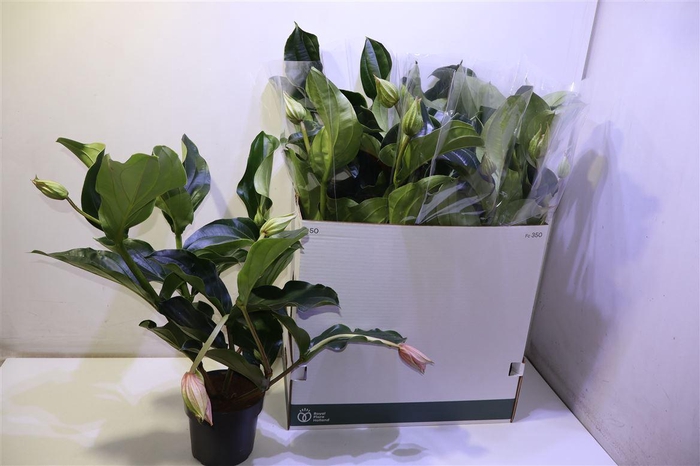 <h4>arr8 Medin Mag</h4>