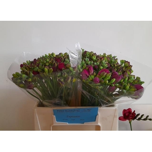 Freesia du Expression