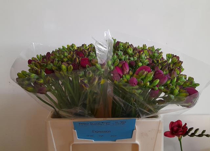 <h4>Freesia du Expression</h4>