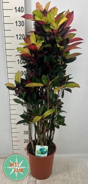 <h4>COD KL MRS ICETON</h4>