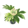 FATSIA JAPONICA P12 SPIDER WEB