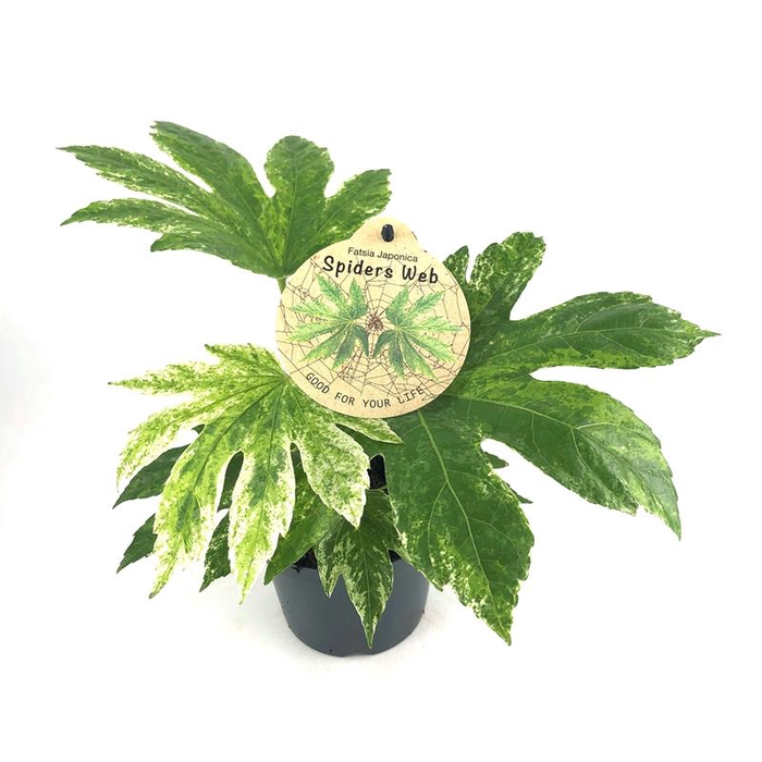 FATSIA JAPONICA P12 SPIDER WEB