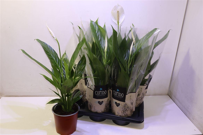 <h4>arr8 Spath Bingo Cupido</h4>