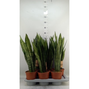 Sansevieria zeylanica