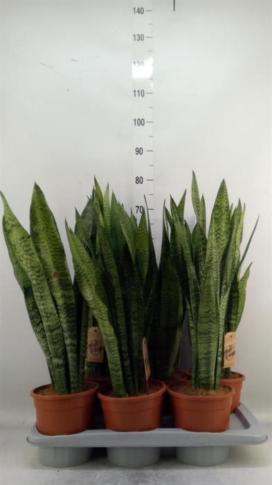 <h4>Sansevieria zeylanica</h4>