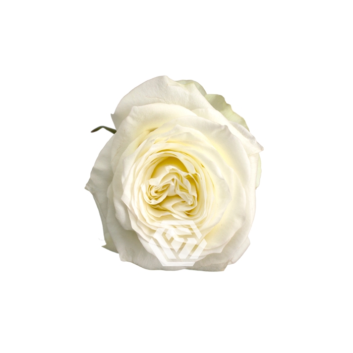 <h4>R GR CANDLELIGHT</h4>