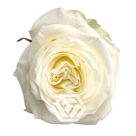<h4>R GR CANDLELIGHT Tessa</h4>