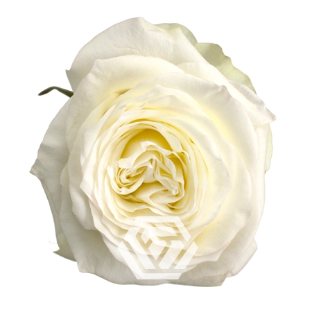 <h4>R GR CANDLELIGHT Tessa</h4>