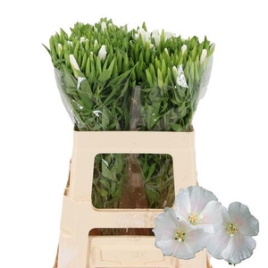 CLARKIA GODETIA WHITE