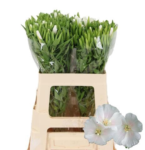 <h4>CLARKIA GODETIA WHITE</h4>