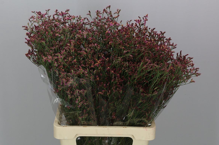 <h4>Lim Sin China Red</h4>