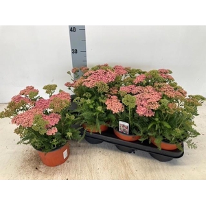 ACHI MILLEFOLIUM