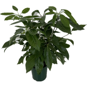 Schefflera actinophylla p19
