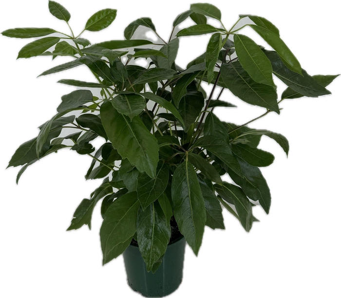 <h4>Schefflera actinophylla p19</h4>