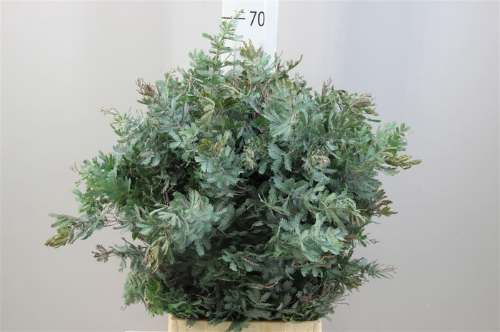 <h4>Mimosa Baileyana Purpurea</h4>