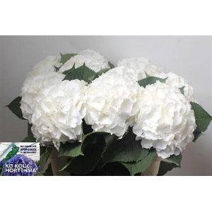 Hydr White Verena