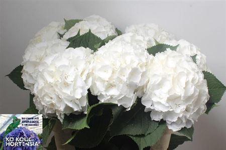 <h4>Hydr White Verena</h4>