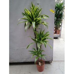 Dracaena fr de 'LemonLime'