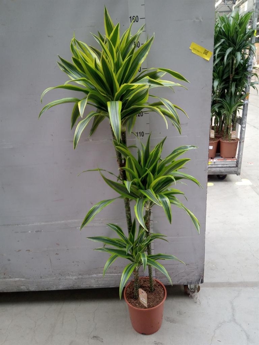 <h4>Dracaena fr de 'LemonLime'</h4>
