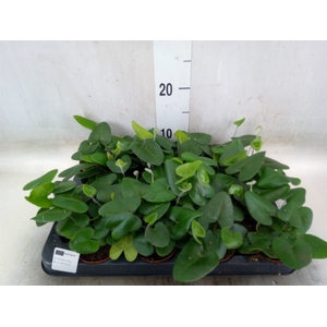 Hemionitis arifolia