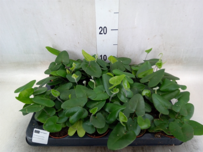 <h4>Hemionitis arifolia</h4>