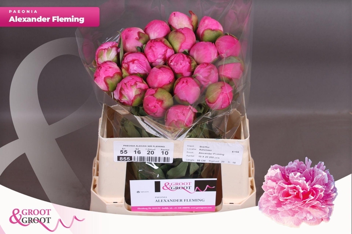 <h4>Paeonia Dr. Alexander Fleming | Heavy Quality</h4>