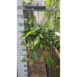 Philodendron scand. 'Brasil'