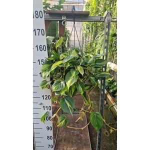 Philodendron scand. 'Brasil'